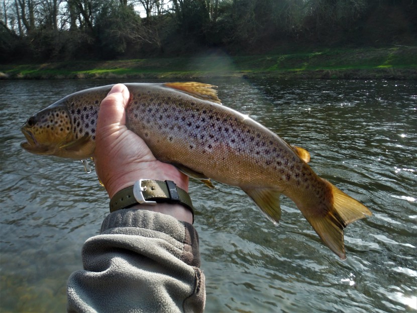 On the dry fly in March